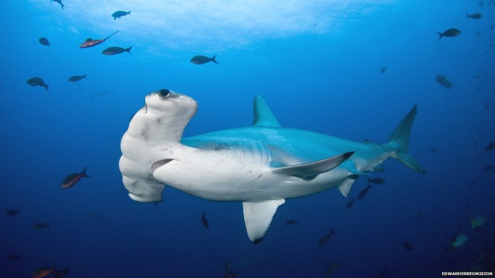 Hammerhead shark