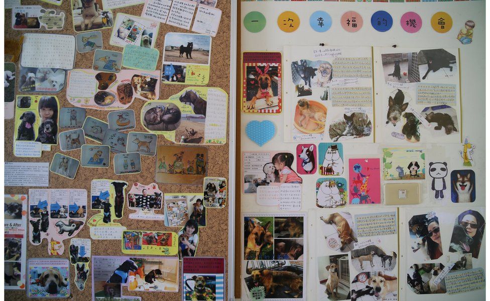 Boards with pictures of rescue dogs and happy owners on display at the shelter