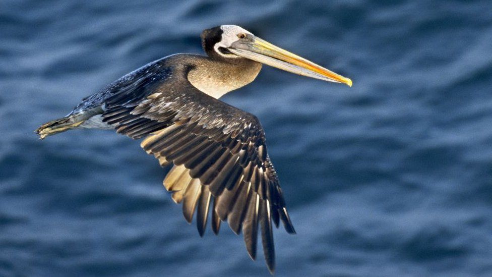 Brown pelican flying over the water in Peru