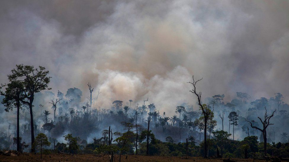 What About The Animals Caught In The Amazon Rainforest Fires c News