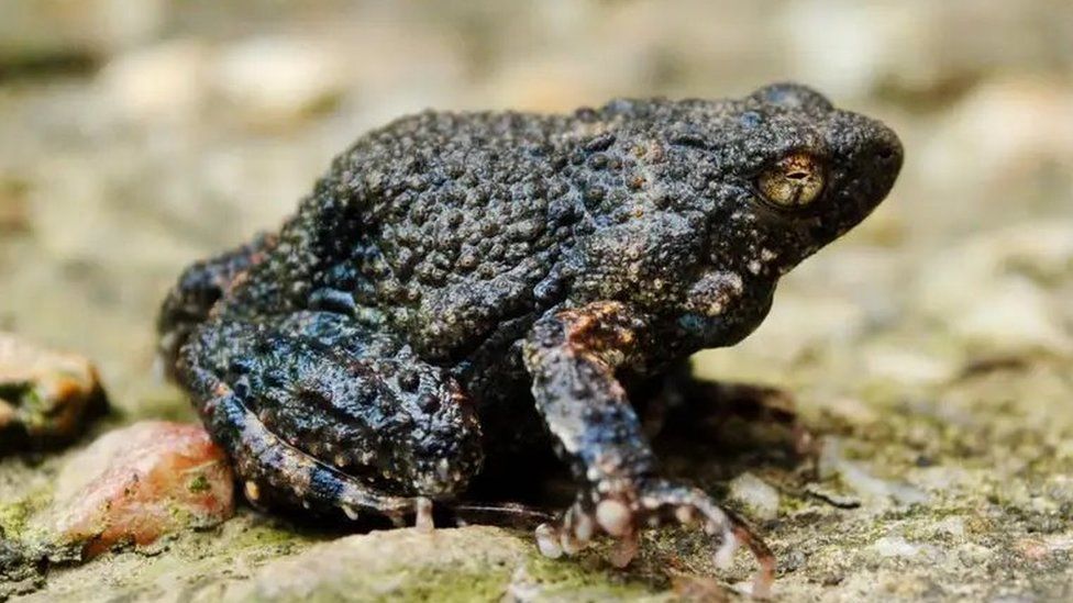 A túngara frog (Engystomops pustulosus)
