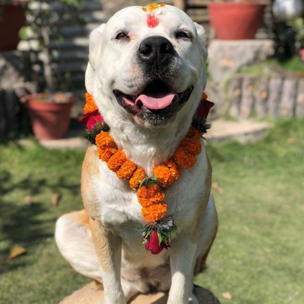 Nepal Festival Celebrates 'day Of The Dogs' - BBC News