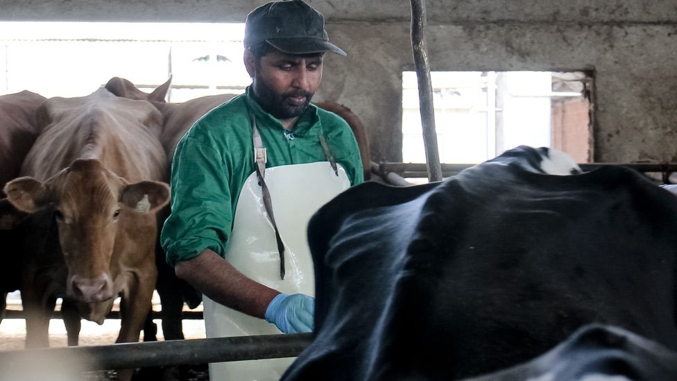 Sikh worker in the milking shed