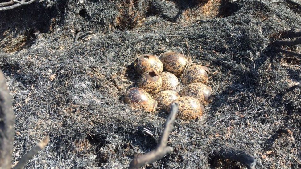Red grouse eggs