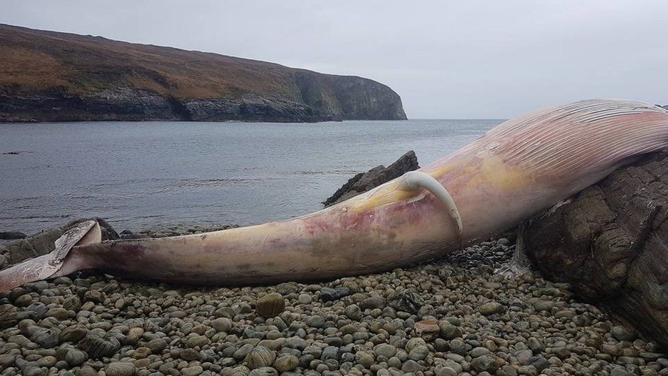 whale carcass on Arranmore