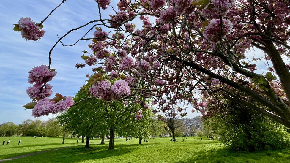 Pink blossom on a tree in Victoria Park, in Bristol, with other trees and bright green grass in the background