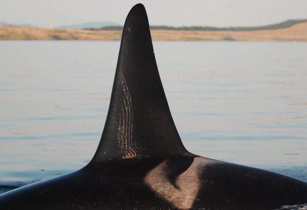The dorsal fin of an adult male orca showing tooth rake marks from a fight