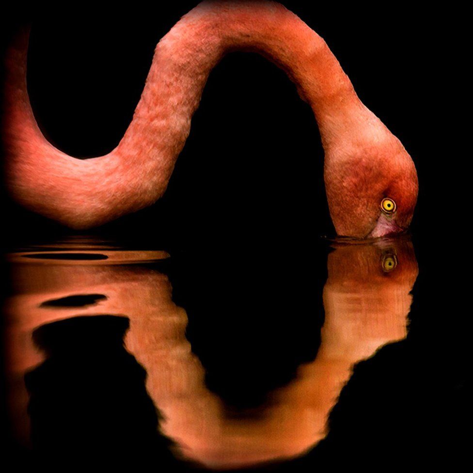 A flamingo dips its head into the water