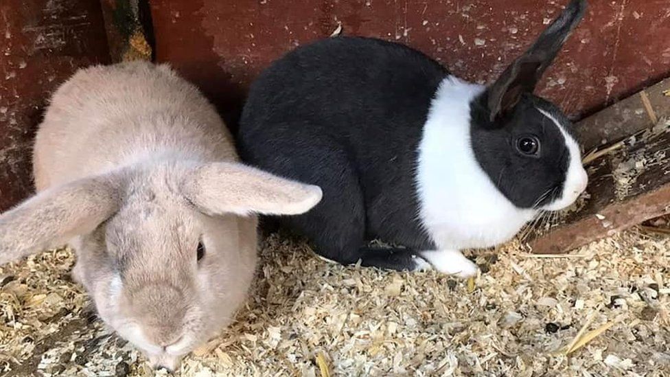 Two rabbits in a hutch