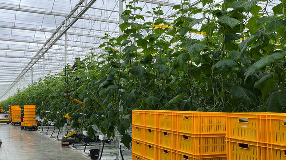 Cucumber grown in industrial greenhouse