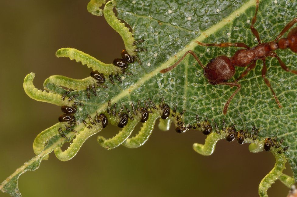 a red ant in extreme close-up, hemmed in on a leaf by much smaller caterpillars