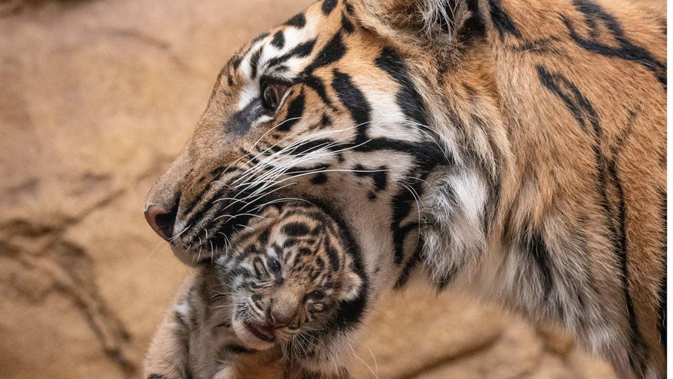 Rare Amur tiger cubs born at Highland Wildlife Park - BBC News