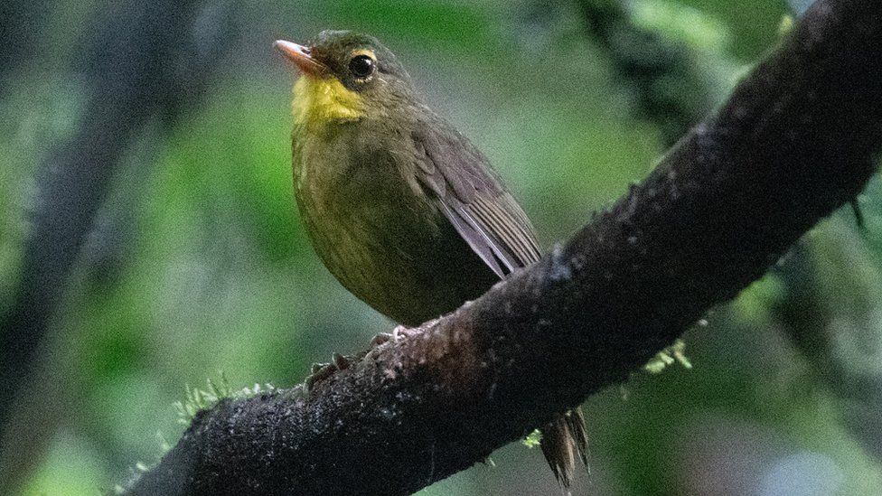 A dusky tetraka.