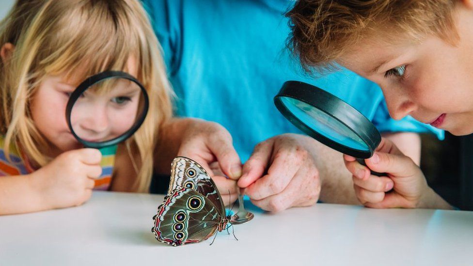 Two children looking at a butterfly