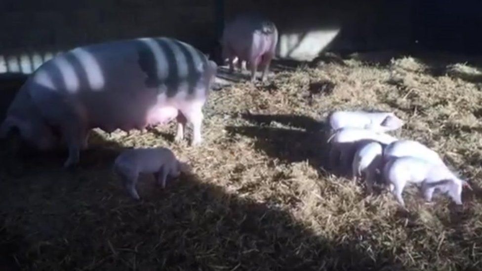 The piglets and sows at the farm in Milton Lilbourne