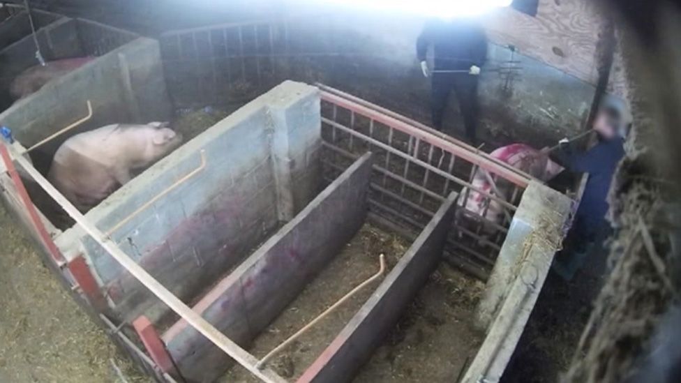 Pig abuse farm workers get suspended sentences - BBC News