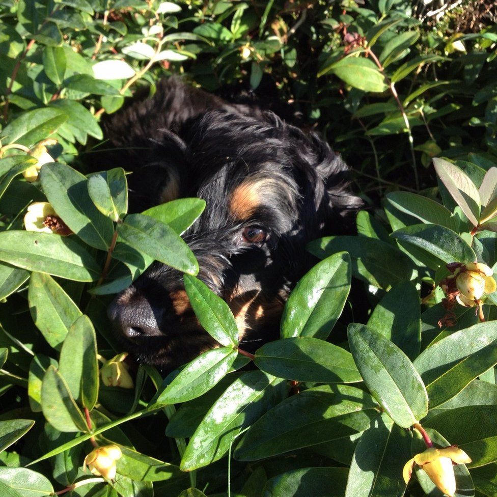 Dog in the undergrowth