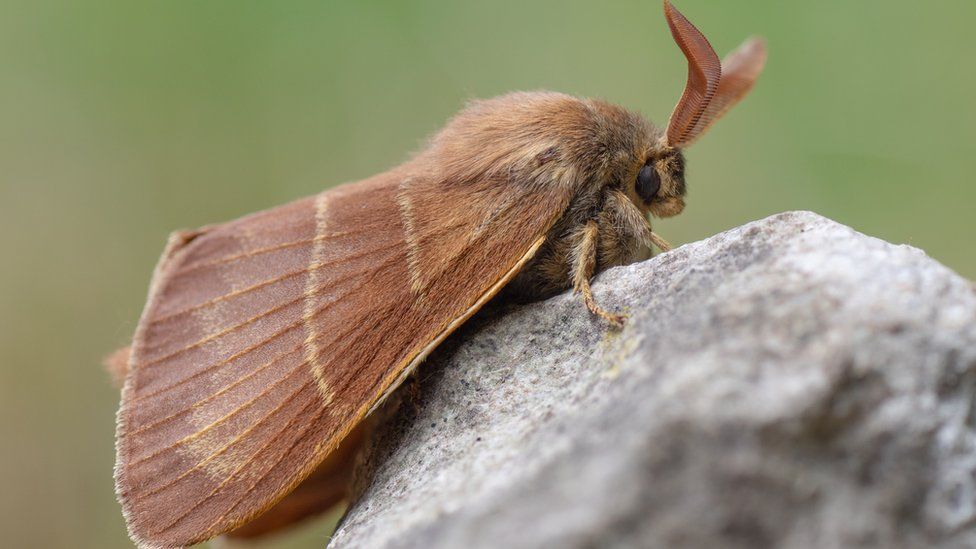 fox moth