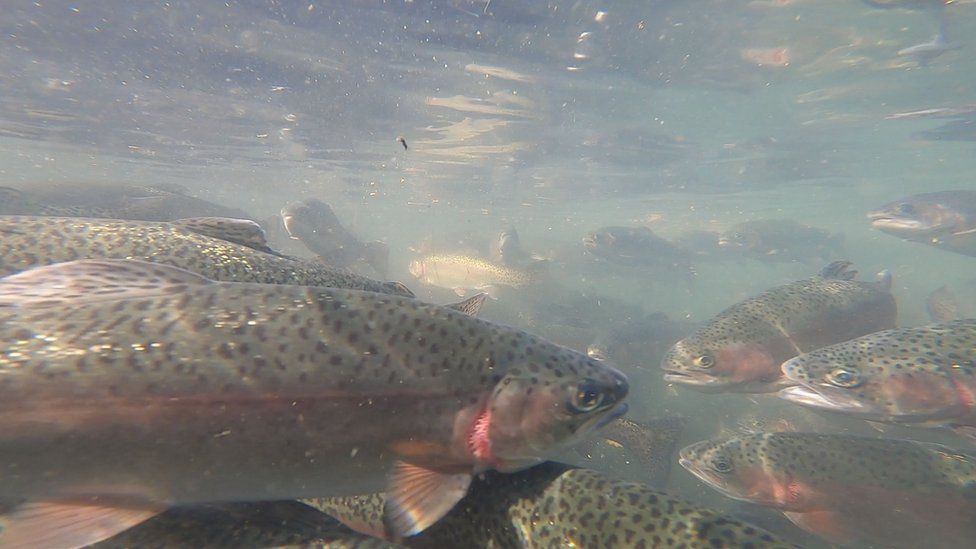 Trout underwater