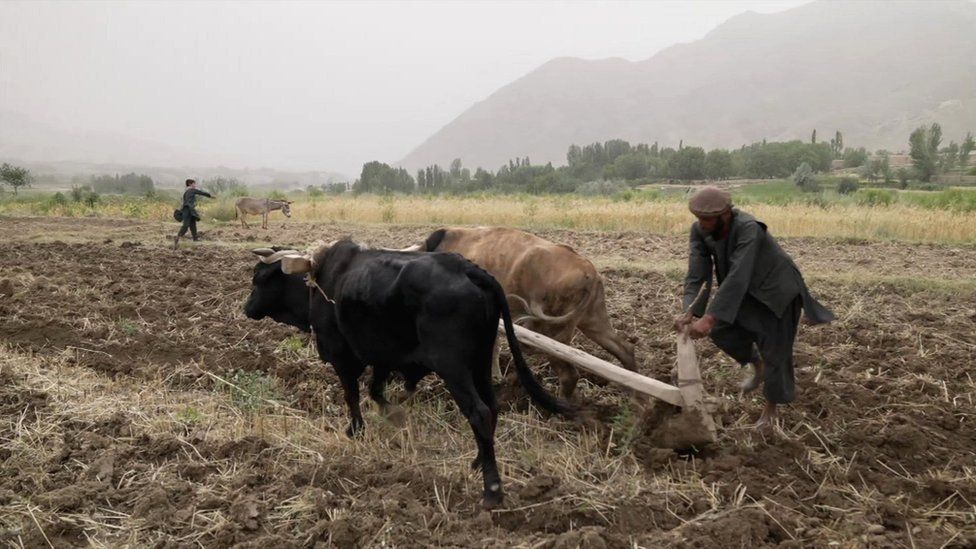 A farm worker in Andarab, Afghanistan