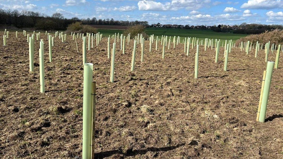 Trees Planted Crossfield Lane Skellow Doncaster