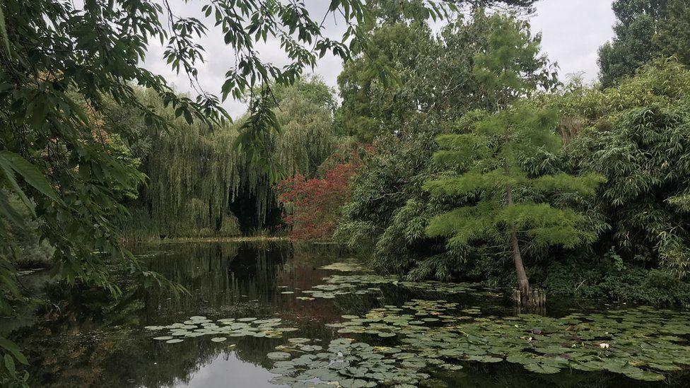 Lake in the Cambridge Botanic Gardens