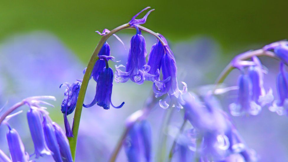 Facts about bluebells, Nature