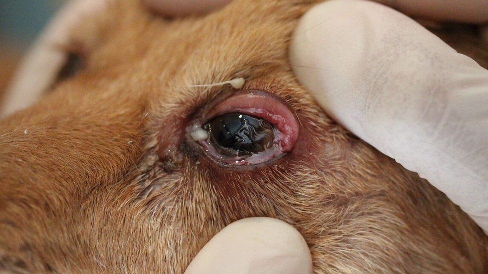 Dog infected with thelazia callipaeda