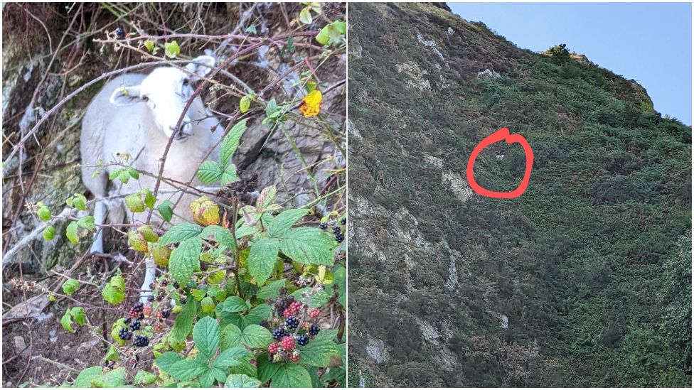Sheep stuck in brambles on a ledge on a steep hillside
