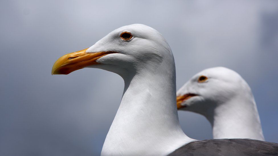 Western seagulls keeping their eyes out for food