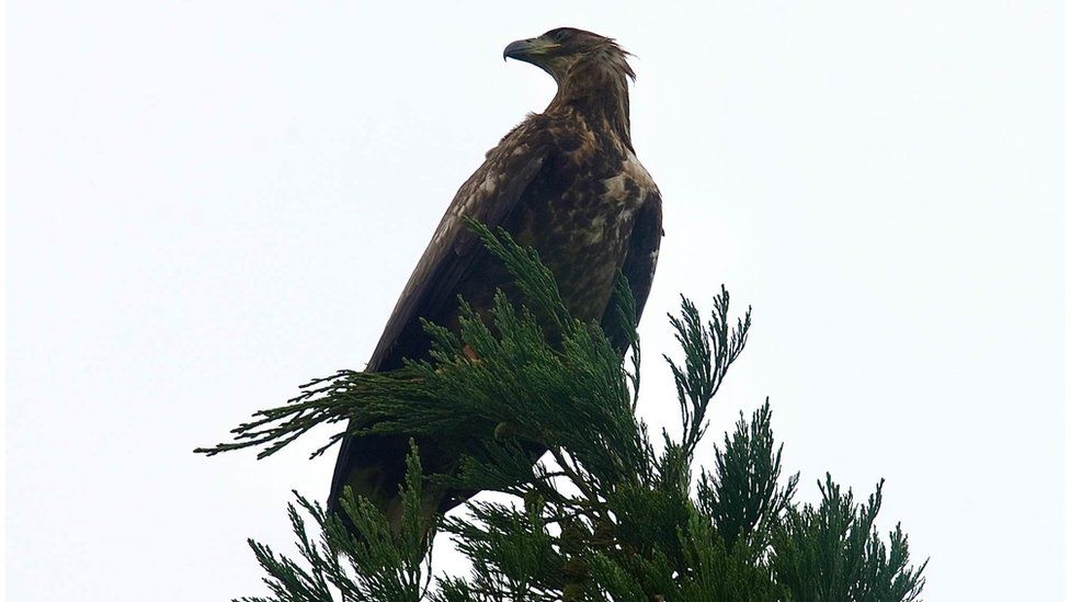 White tailed sea eagle at the top of a tree