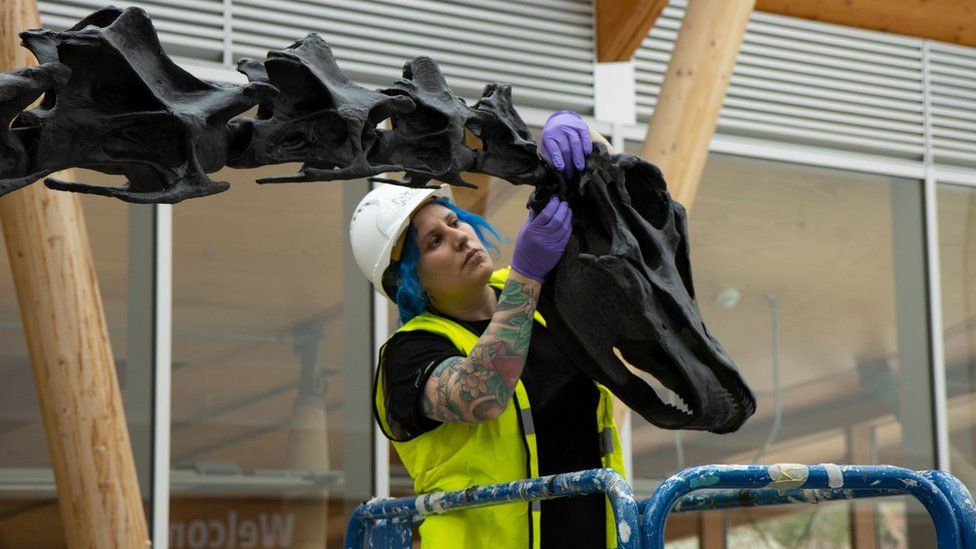 Dippy being assembled