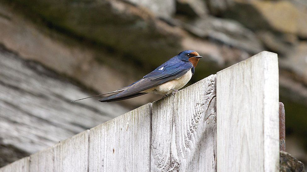 Barn swallow