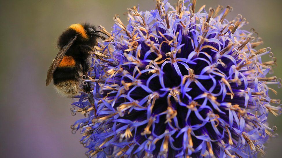 Honey bee  The Wildlife Trusts