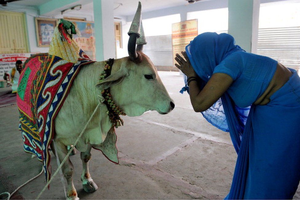 겸손한 소가 인도에서