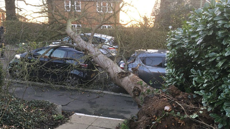 Cars crushed by tree