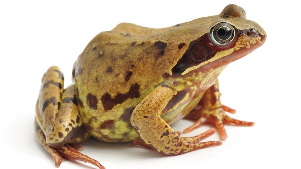 At least 50 frogs dumped in Aldi car park in Finchley - BBC News