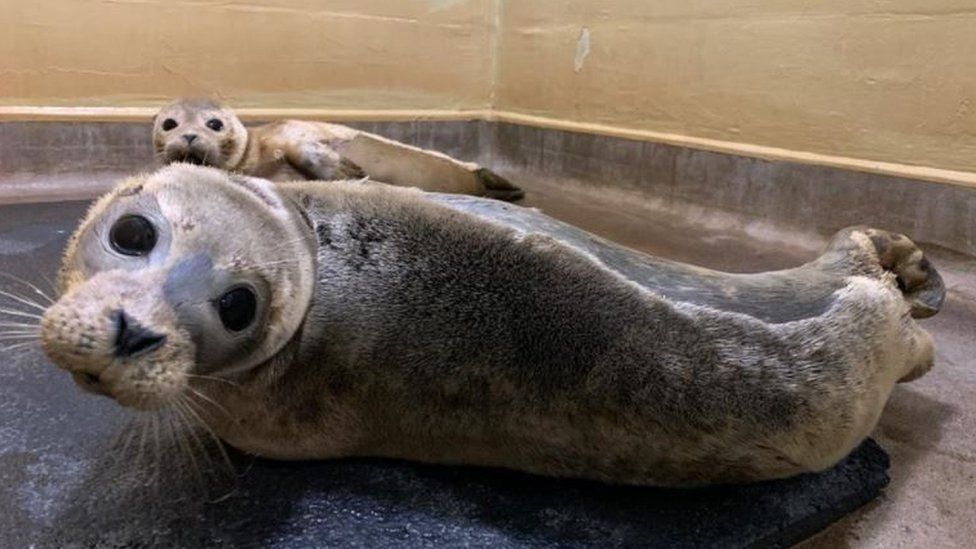 Wallpaper steamer used to help seal pups breathe BBC News