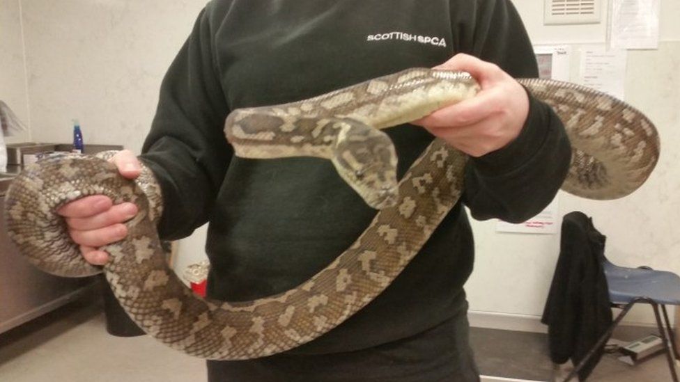 Carpet Python Found Dumped On Doorstep In Lanarkshire - Bbc News