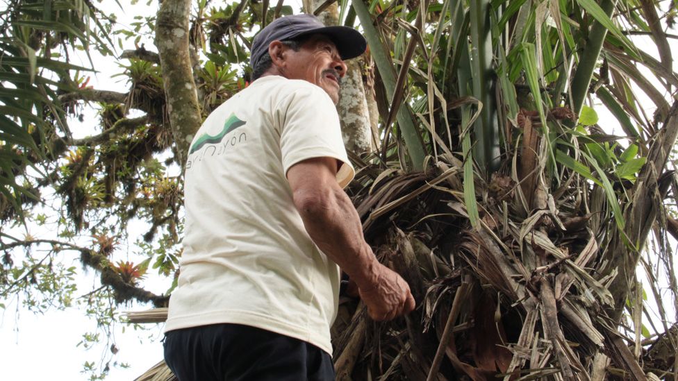 A man harvesting tagua seeds in Ecuador