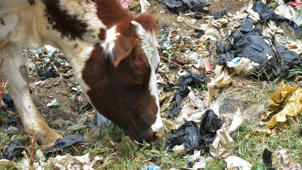 A cow surrounded by plastic rubbish