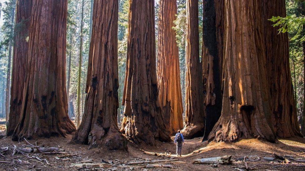Giant sequoia (file photo)