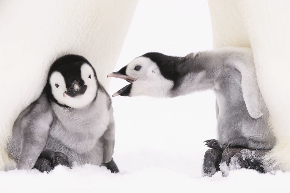 Один детеныш пингвина тянется к другому, когда они ютятся у ног своих родителей
