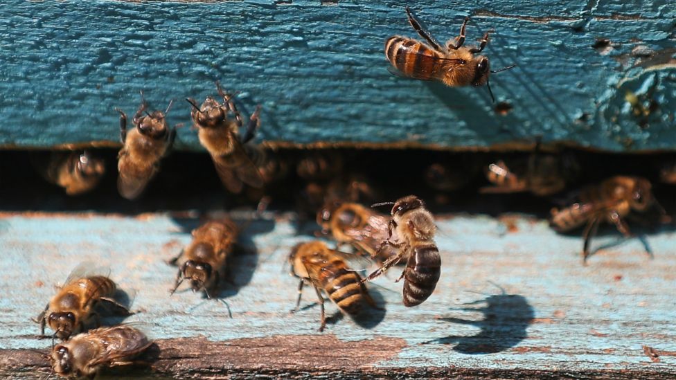 Rare bee found in Newport, south Wales, for the first time - BBC News