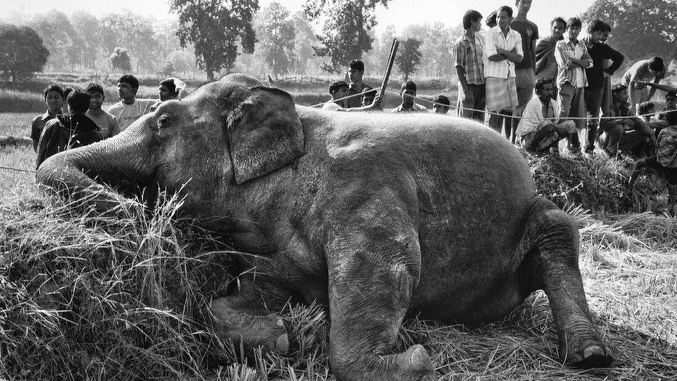 Elephant dead due to electrocution