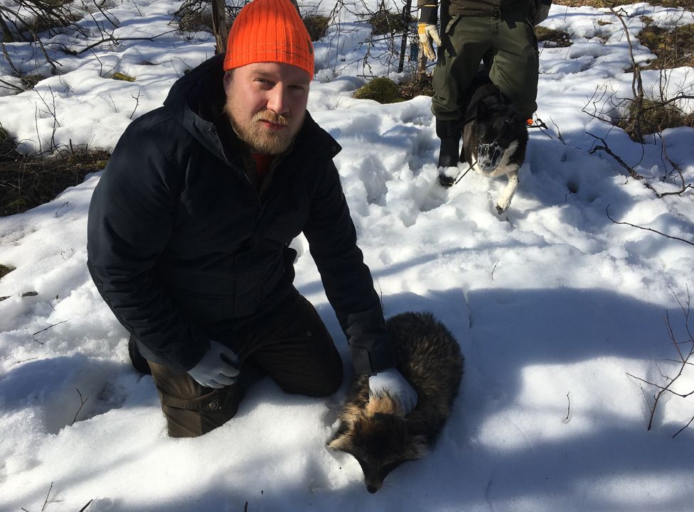 Hunter with trapped raccoon dog