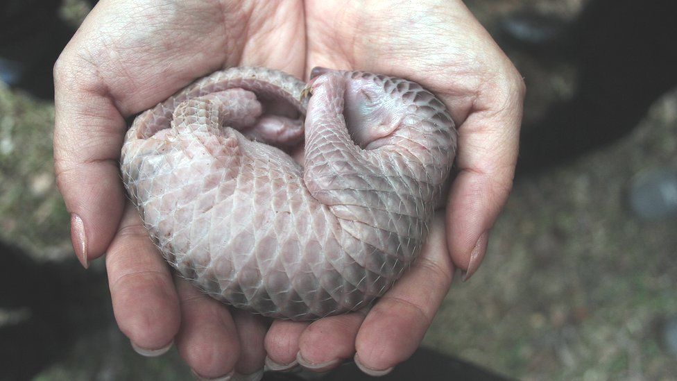 Pangolins are the world's most trafficked mammals