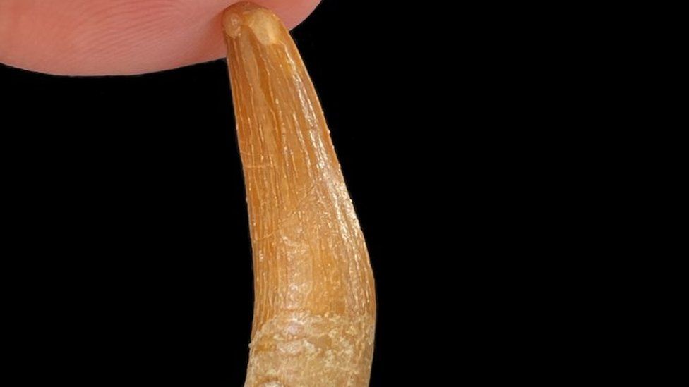 plesiosaur tooth