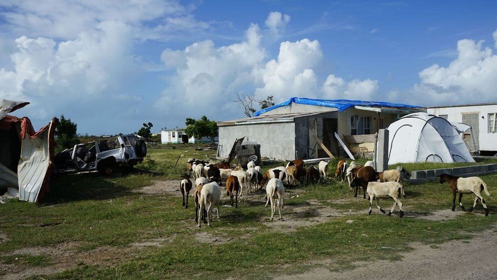 Goats roam freely around some damaged homes and cars