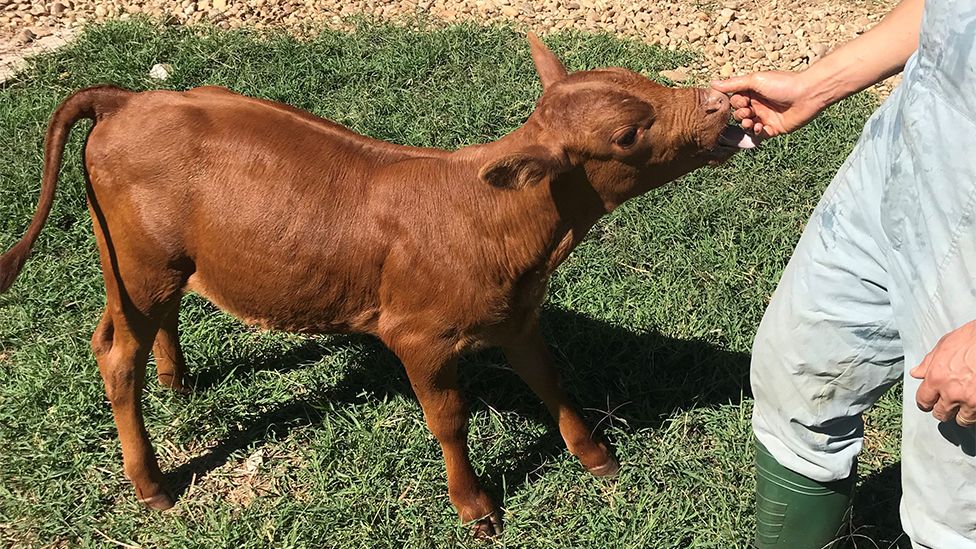 Gene-edited dairy cow